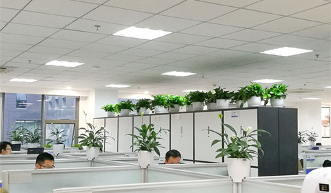 百度西北公司綠植.jpg